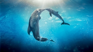 dolphin-tale-2_1072355314