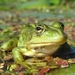 green-frog_73941683