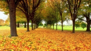 trees-yellow-leaves_65966099