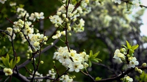 white-tree-flowers_540943802