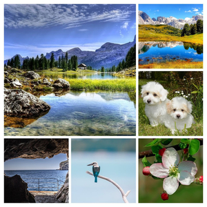puppies-coton-tulear-2258227_960_720-COLLAGE
