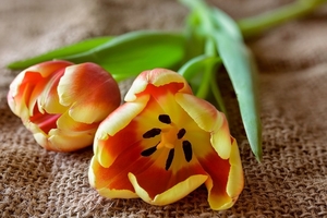 tulip-3173206_960_720