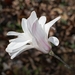 star-magnolia-3206015_960_720