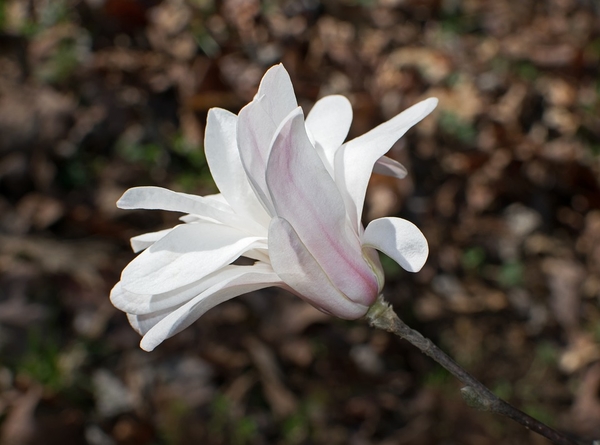 star-magnolia-3206015_960_720