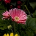 beautiful-flower-3211814_960_720
