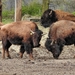 bison-3201199_960_720