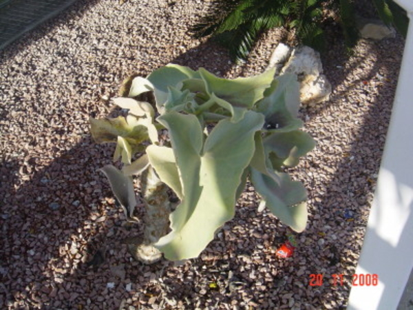C Soort cactus in Benidorm