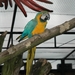 Papegaai Olmse Zoo