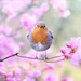 spring-bird-2295436_960_720
