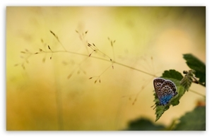 brown_and_blue_butterfly-t2