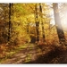 forest_path_5-t2