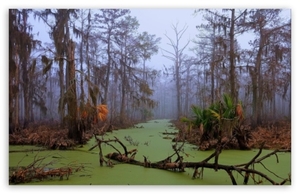 jurrasic_swamp-t2