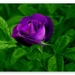 purple_rose_3-t2