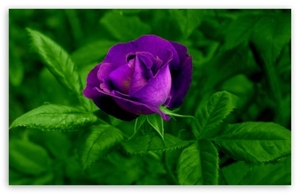 purple_rose_3-t2