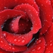 delicate-dewy-rose-1280x800