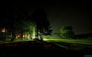 night-forest-1280x800