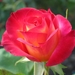 red-rose-flower-1024x768
