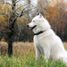 white-dog-1280x800