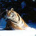 wintery-scuddle-siberian-tiger-1024x768