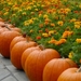 pumpkin-2868748_960_720