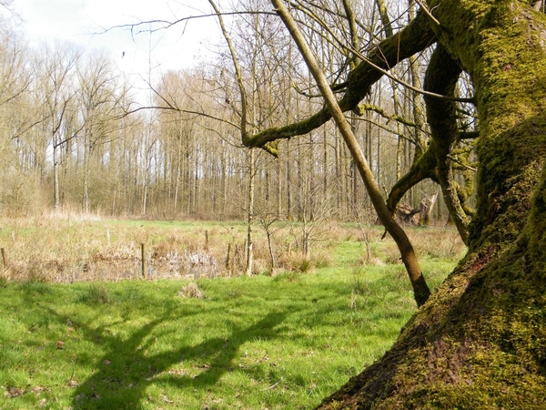 Wellemeersen Denderleeuw