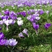 crocus-3299658_960_720