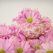 pink-daisies-2121593_960_720