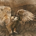owl-1822366_960_720