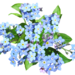 blue-flowers-2740877_960_720