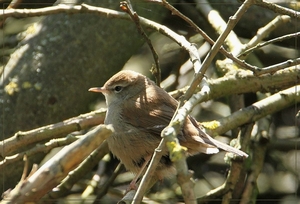 Cetti's zanger - Cettia cetti