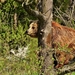 european-brown-bear-3336821_960_720