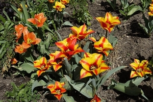 tulip-3326171_960_720
