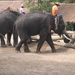 Werken met olifanten