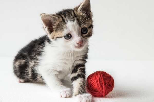 foto 1 tot 6 kittens  gevoed met papfles na dood van mamapoes