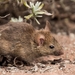 field-mouse-3311668_960_720