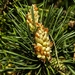 forest-pine-3375229_960_720
