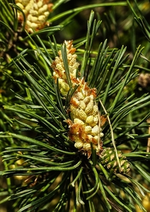 forest-pine-3375229_960_720