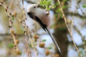 long-tailed-tit-3315425_960_720