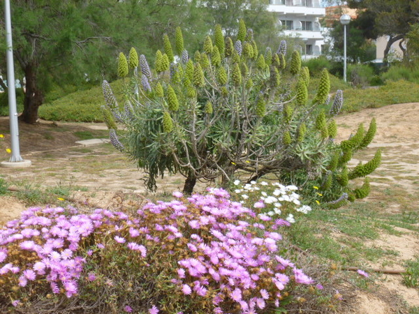 natuur tuin