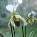 orchidee-7