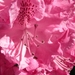 rododendrons_1103