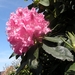 rododendrons_1106