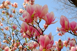 magnolia-2199922_960_720