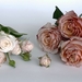 roses-1346676_960_720