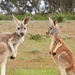 kangaroos-1563624_960_720