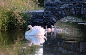 swan-1476802_960_720