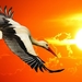 stork-2755149_960_720