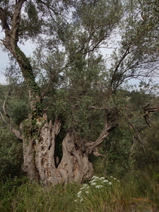 30 oude olijfboom