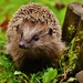 hedgehog-child-1759029_960_720