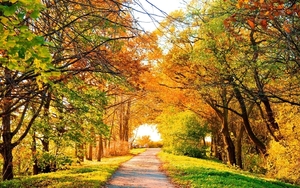 autumn-landscapes-streets-trees-2560x1600-wallpaper